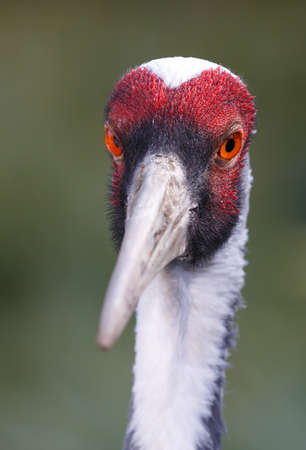 Portrait of a beautiful white-naped crane bird with a long beakの写真素材