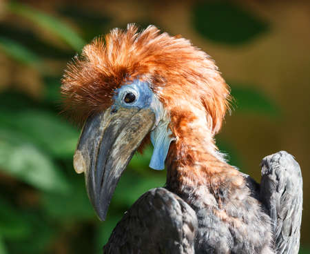 Young Hornbill Bird with a long beak and blue faceの写真素材