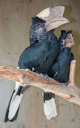 Pair of Black White-casqued Hornbill Birds with huge long beaksの写真素材