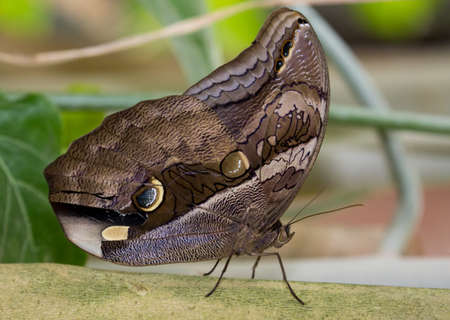 Rhino Butterrfly with beautiful spotted wingsの写真素材