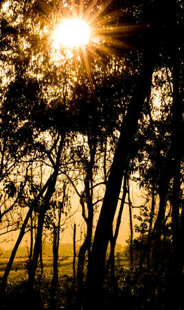 Sunset starburst and silhoetted trees of a forestの写真素材