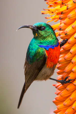 Southern double-collared sunbird perched on an aloe bloomの写真素材