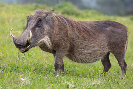 Large warthog with tusks and coarse shaggy hairの写真素材