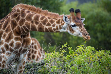 Giraffe with long neck snacking on green leavesの写真素材