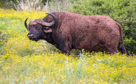 A large male Cape Buffalo with dried mud on it's hideの写真素材