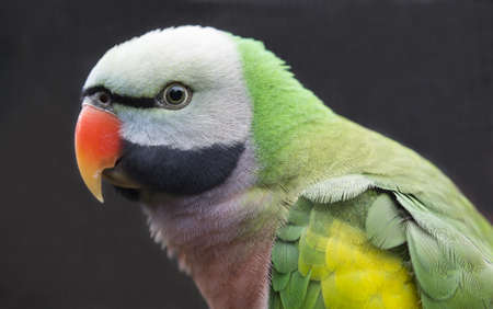 Beautiful Western Moustached Parakeet bird from India and Chinaの写真素材