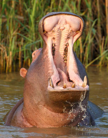 Huge hippo with mouth wide open showing massive gape and incisor teethの写真素材