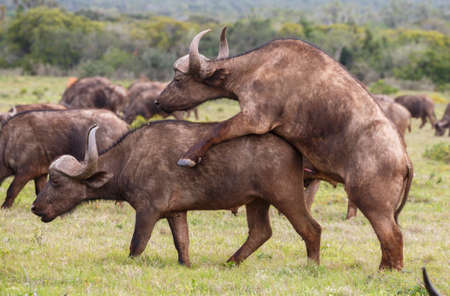 Two Cape buffalo with large horns attempting to mateの写真素材