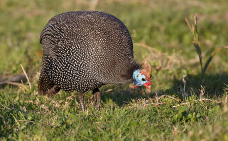 Beautiful Guinea Fowl bird with black and white spotted feathersの写真素材