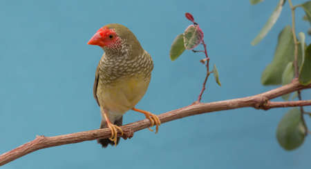 Beautiful star finch bird from Australiaの写真素材