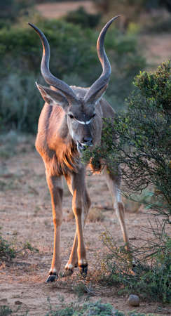 Kudu antelope with long spiralled hornsの写真素材