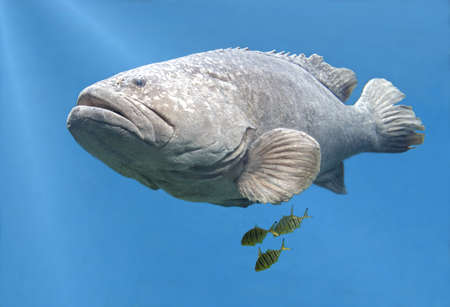 A huge goliath grouper fish in the clear ocean waterの写真素材