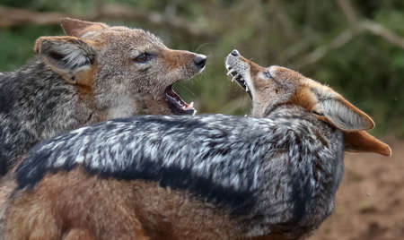 Two black backed jackals fighting and snarling at each otherの写真素材