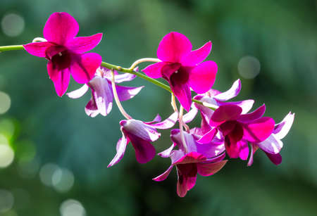 Beautiful purple flowers backlit by te afternoon sunの写真素材