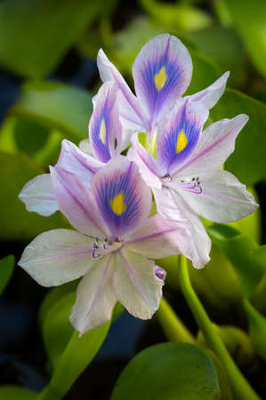 Beautiful tropical mauve flowers with yellow eye spotsの写真素材