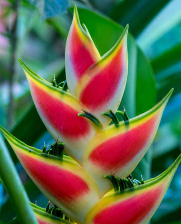 Pretty tropical Heliconia Plant flower found in Barbados, also known as Lobster Claw