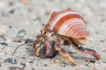 Close up of a beautiful little hermit crab in a stripy shellの写真素材