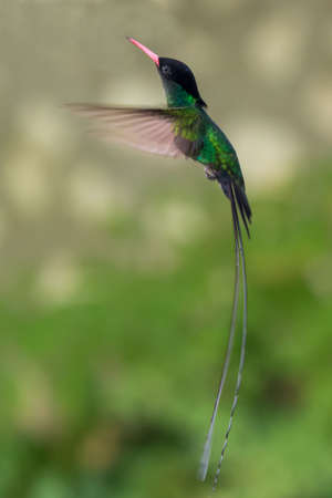 The beautiful green doctor bird or swallow tail hummingbird of Jamaicaの写真素材