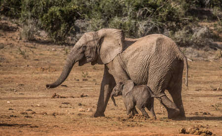 Two young playful elephants running togetherの写真素材
