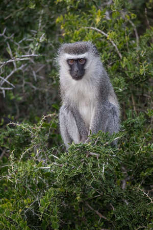 An alert Vervet Monkey sitting in green leafy trees in Africa
