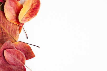 Top view flat lay vibrant red yellow autumn leaves of the left site of the image on white background...