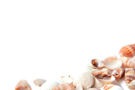 Sea shells isolated on white background with copy space. Vacation concept.の写真素材