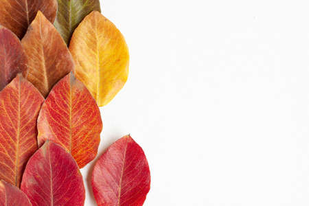 Flat lay top view of yellow, green, brown, red and orange autumn leaves on  the left site of the...
