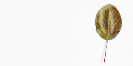 Banner top view flat lay of green autumn leav on  the right site of the frame on white background...