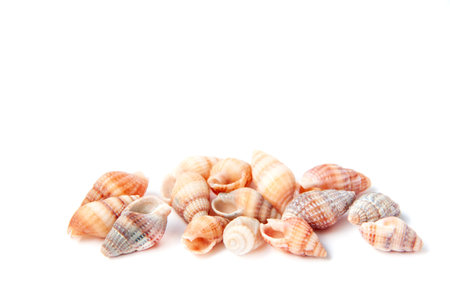 Beautiful small sea shells isolated on white background with copy space