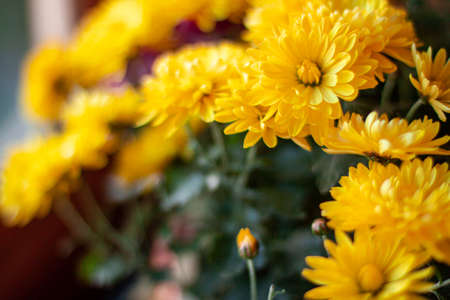 Blossom of yellow mums or chrysanthemum flowers