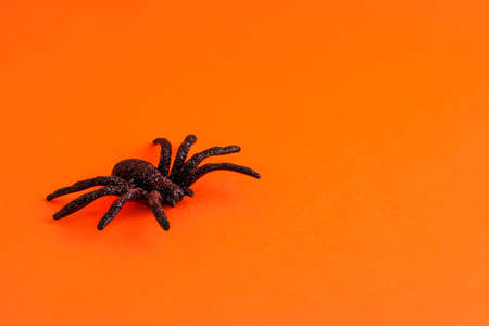 Close up of black horror spider on orange backdrop with copy space. Halloween decoration spooky background concept for holidaysの写真素材
