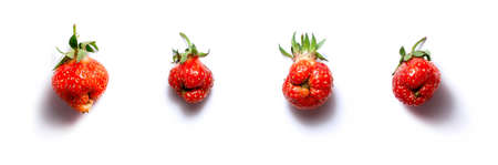 Trendy ugly food banner fresh red strawberry on white isolated background with shadows.  Misshapen produce, food waste problem conceptの写真素材