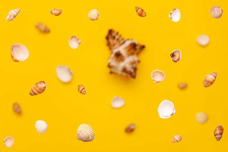 Levitation from above of sea shells of white and brown colors pattern on vibrant yellow background at the top. Holidays travel and vacation concept with copy space.の写真素材