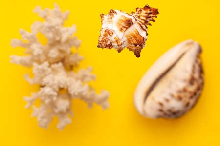 Levitation from above of sea shells of white and brown colors and coral on vibrant yellow background. Holidays travel and vacation concept with copy space.の写真素材