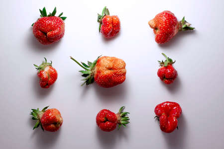 Trendy ugly food pattern fresh red strawberry on white isolated background with shadows.  Misshapen produce, food waste problem conceptの写真素材