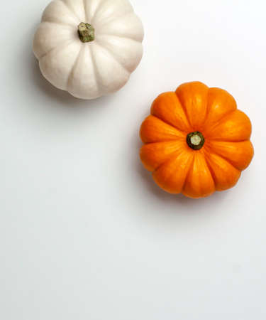 Flat lay of mini decorative pumpkin white, orange and yellow colors on bright background from above at the top. Halloween and Thanksgiving greeting card holiday concept with copy spaceの写真素材
