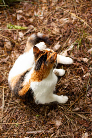 Playful cute cat of red white orange and black colors lies posing on the ground. Pet outdoor close up concept with copy spaceの写真素材