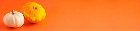 Banner of mini decorative white and yellow pumpkins on the left on orange background with copy space. Halloween and Thanksgiving greeting card holiday conceptの写真素材