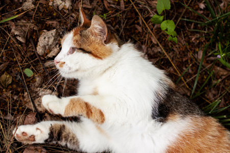 Playful cute cat of red white orange and black colors lies posing on the ground. Pet outdoor close up concept with copy spaceの写真素材