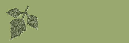 Banner of beautiful autumn leaf white and black illustration on green background with copy space....