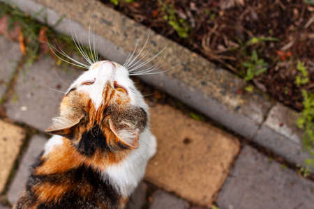 Playful cute cat of red white orange and black colors posing on the ground. Pet outdoor close up concept with copy spaceの写真素材