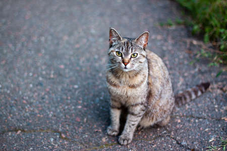 Portrait of cute cat with focus on eyes of gray orange and black colors posing and looks at the camera on the ground on the evening time. Pet outdoor close up concept with copy spaceの写真素材