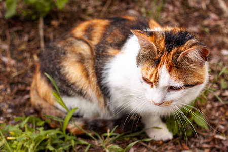 Playful cute cat of red white orange and black colors posing on the ground. Pet outdoor close up concept with copy spaceの写真素材