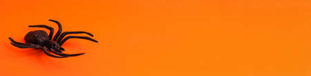 Flat lay banner of black horror spider on orange on the left backdrop with copy space. Halloween decoration spooky background concept for holidays.の写真素材