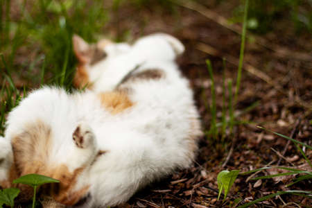 Playful cute cat of red white orange and black colors lies posing on the ground. Pet outdoor close up concept with copy spaceの写真素材