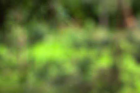 Nature blurred background of summer bright green wildfields close up with copy space. Floral for your project. Wildlife organic and travel conceptの写真素材