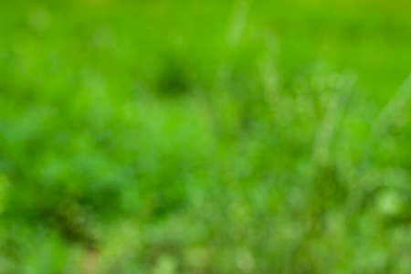 Nature blurred background of summer bright green wildfields close up with copy space. Floral for your project. Wildlife organic and travel conceptの写真素材