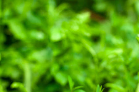 Nature blurred background of summer bright green wildfields close up with copy space. Floral for...