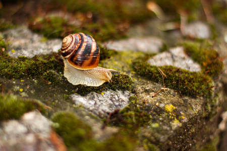 Close up snail on green moss among pebbles. Nature animals concept with copy space outdoor on daylight shot.の写真素材