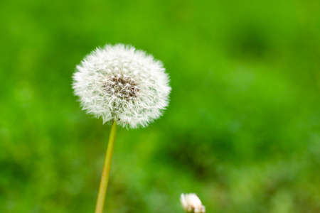 Close up of dandelion and nature blurred background of summer bright green wildfields close up with copy space. Floral for your project. Wildlife organic and travel conceptの写真素材